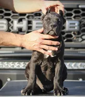 Rajah, a female Cane Corso for sale in McAllen, TX – Photo 8 of 10