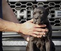 Rajah, a female Cane Corso for sale in McAllen, TX – Photo 10 of 10