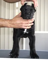 Rajah, a female Cane Corso for sale in McAllen, TX – Photo 3 of 10