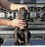 Rajah, a female Cane Corso for sale in McAllen, TX – Photo 6 of 10