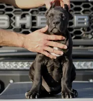 Rajah, a female Cane Corso for sale in McAllen, TX – Photo 7 of 10