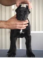 Rajah, a female Cane Corso for sale in McAllen, TX – Photo 2 of 10