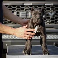 Rajah, a female Cane Corso for sale in McAllen, TX – Photo 5 of 10