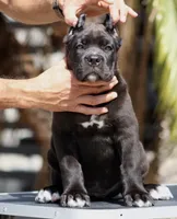 Ursula, a female Cane Corso for sale in McAllen, TX – 1 of 6