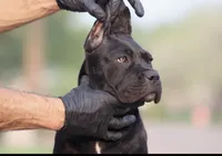 Shayleen , a female Cane Corso for sale in McAllen, TX – Photo 2 of 7