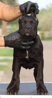 Shayleen , a female Cane Corso for sale in McAllen, TX – Photo 7 of 7