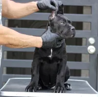 Shayleen , a female Cane Corso for sale in McAllen, TX – Photo 4 of 7