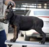 Shayleen , a female Cane Corso for sale in McAllen, TX – Photo 1 of 7
