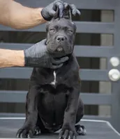 Shayleen , a female Cane Corso for sale in McAllen, TX – Photo 5 of 7