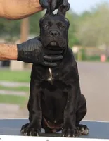 Shayleen , a female Cane Corso for sale in McAllen, TX – Photo 6 of 7