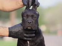 Shayleen , a female Cane Corso for sale in McAllen, TX – Photo 3 of 7