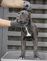 Tonka, a female Cane Corso for sale in McAllen, TX – 7 of 10
