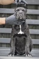 Tonka, a female Cane Corso for sale in McAllen, TX – 10 of 10