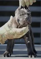 Ugo, a male Cane Corso for sale in McAllen, TX – 6 of 6