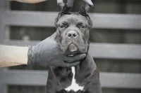 Tonka, a female Cane Corso for sale in McAllen, TX – 4 of 10
