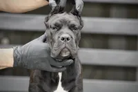 Tonka, a female Cane Corso for sale in McAllen, TX – 9 of 10