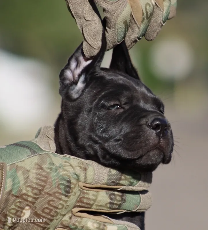Ugo – Cane Corso puppy for sale in McAllen, TX