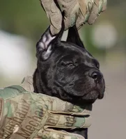 Ugo, a male Cane Corso for sale in McAllen, TX – 1 of 6