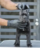 Uma, a female Cane Corso for sale in McAllen, TX – 7 of 8