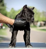Tonka, a female Cane Corso for sale in McAllen, TX – 8 of 8