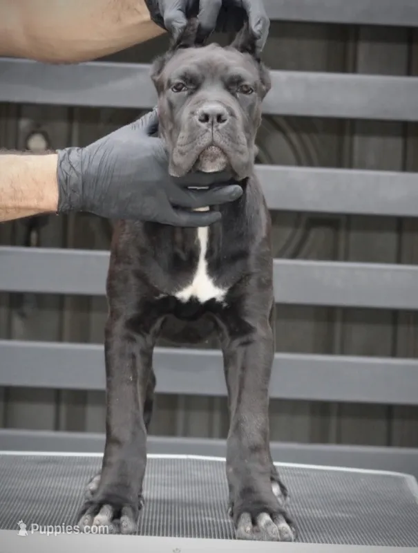 Tonka – Cane Corso puppy for sale in McAllen, TX