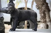 Shayleen, a female Cane Corso for sale in McAllen, TX – Photo 5 of 10