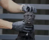 Shayleen, a female Cane Corso for sale in McAllen, TX – Photo 8 of 10