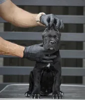 Shayleen, a female Cane Corso for sale in McAllen, TX – Photo 2 of 10