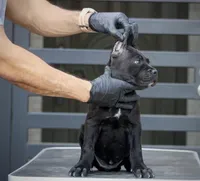 Shayleen, a female Cane Corso for sale in McAllen, TX – Photo 9 of 10