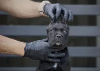 Shayleen, a female Cane Corso for sale in McAllen, TX – Photo 3 of 10