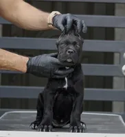 Shayleen, a female Cane Corso for sale in McAllen, TX – Photo 4 of 10