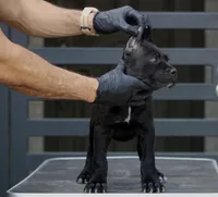 Shayleen, a female Cane Corso for sale in McAllen, TX – Photo 10 of 10