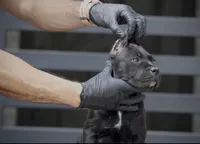 Shayleen, a female Cane Corso for sale in McAllen, TX – Photo 1 of 10