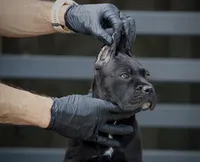 Shayleen, a female Cane Corso for sale in McAllen, TX – Photo 7 of 10