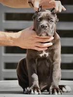 Ursula, a female Cane Corso for sale in McAllen, TX – 6 of 6