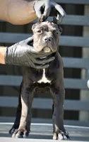 Tonka, a female Cane Corso for sale in McAllen, TX – 6 of 8