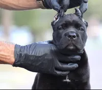 Uma, a female Cane Corso for sale in McAllen, TX – 2 of 8