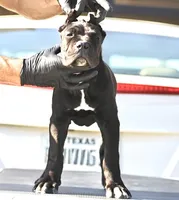 Tonka, a female Cane Corso for sale in McAllen, TX – 3 of 8