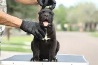 Tuscany , a female Cane Corso for sale in McAllen, TX – Photo 2 of 6