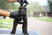 Tuscany , a female Cane Corso for sale in McAllen, TX – Photo 1 of 6