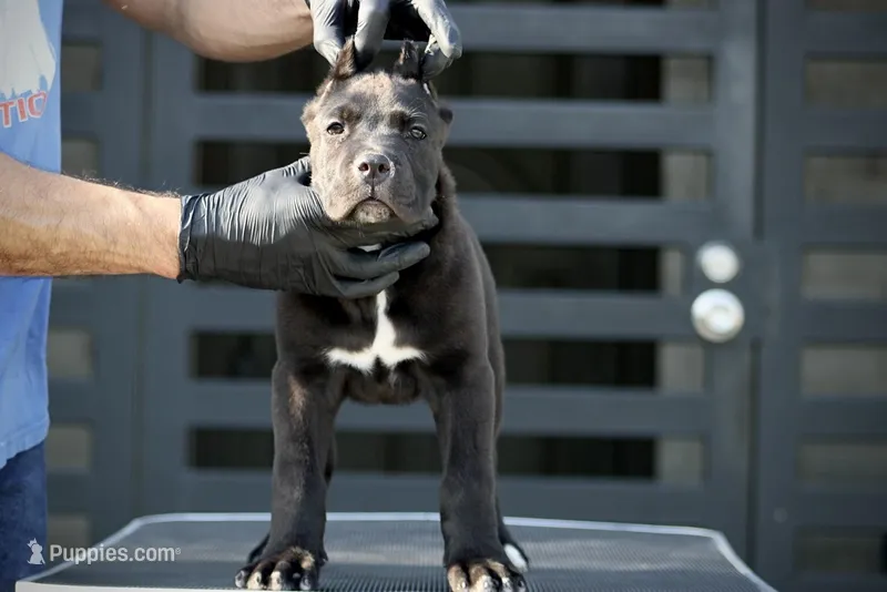 Tuscany  – Cane Corso puppy for sale in McAllen, TX