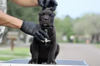 Tuscany , a female Cane Corso for sale in McAllen, TX – Photo 5 of 6