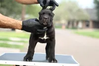 Tuscany , a female Cane Corso for sale in McAllen, TX – Photo 6 of 6