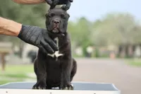 Tuscany , a female Cane Corso for sale in McAllen, TX – Photo 3 of 6