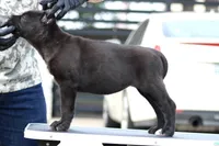 Tuscany , a female Cane Corso for sale in McAllen, TX – Photo 4 of 6