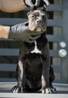 Tonka, a female Cane Corso for sale in McAllen, TX – 5 of 8