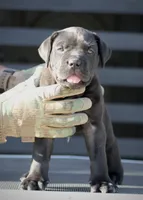 Ugo, a male Cane Corso for sale in McAllen, TX – 3 of 6