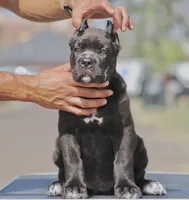 Ursula, a female Cane Corso for sale in McAllen, TX – 5 of 6
