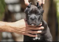 Ursula, a female Cane Corso for sale in McAllen, TX – 3 of 6