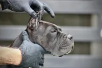 Tonka, a female Cane Corso for sale in McAllen, TX – 6 of 10